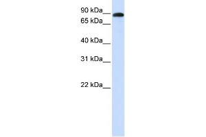 WB Suggested Anti-ADAM19 Antibody Titration:  0.