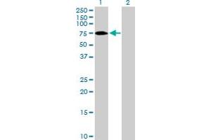 Western Blot analysis of ZNF189 expression in transfected 293T cell line by ZNF189 MaxPab polyclonal antibody. (ZNF189 anticorps  (AA 1-584))