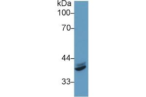 Western blot analysis of Human HeLa cell lysate, using Mouse IRF1 Antibody (1 µg/ml) and HRP-conjugated Goat Anti-Rabbit antibody (