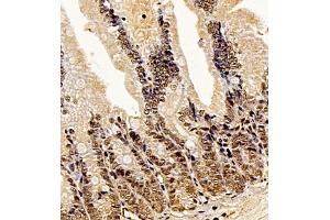 Immunohistochemistry of paraffin embedded mouse duodenum using Api5 (ABIN7073094) at dilution of 1:350 (400x lens)