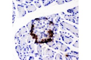 IHC testing of FFPE rat pancreas with PYY antibody.