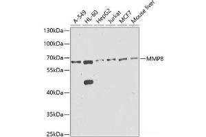 Western blot analysis of extracts of various cell lines using MMP8 Polyclonal Antibody at dilution of 1:1000. (MMP8 anticorps)