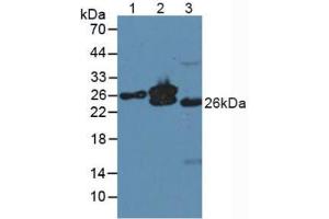 Figure. (MYL4 anticorps  (AA 6-191))