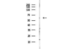anti-SHC (Src Homology 2 Domain Containing) Transforming Protein 2 (SHC2) (Internal Region) antibody