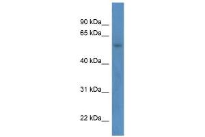 WB Suggested Anti-ZNF692 Antibody Titration:  0. (ZNF692 anticorps  (N-Term))