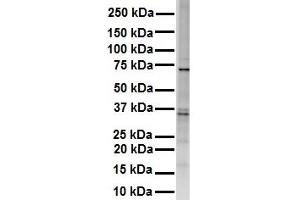 WB Suggested Anti-RHOT1 antibody Titration: 1 ug/mL Sample Type: HEK293 (RHOT1 anticorps  (Middle Region))