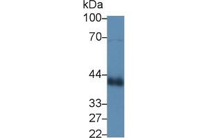 Western blot analysis of Cow Lung lysate, using Cow CLU Antibody (3 µg/ml) and HRP-conjugated Goat Anti-Rabbit antibody ( (Clusterin anticorps  (AA 223-439))