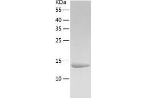 Western Blotting (WB) image for LSM4 Homolog, U6 Small Nuclear RNA Associated (LSM4) (AA 1-139) protein (His-IF2DI Tag) (ABIN7123795)