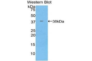 Western Blotting (WB) image for anti-Annexin A5 (ANXA5) (AA 1-321) antibody (ABIN3208961) (Annexin V anticorps  (AA 1-321))