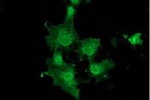 Anti-DNAJB1 mouse monoclonal antibody (ABIN2454069) immunofluorescent staining of COS7 cells transiently transfected by pCMV6-ENTRY DNAJB1 (RC201762). (DNAJB1 anticorps)