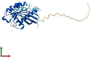 AlphaFold protein structure predicition of Human Recombinant RAB2B Protein, UniprotID Q8WUD1