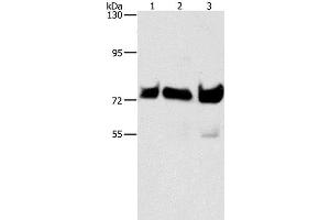Western Blot analysis of Hela, Raji and 293T cell using BRAF Polyclonal Antibody at dilution of 1:500 (BRAF anticorps)