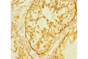 Immunohistochemistry of paraffin-embedded human testis tissue using ABIN7167879 at dilution of 1:100 (Retrotransposon Gag-Like Protein 8B (RTL8B) (AA 1-113) anticorps)