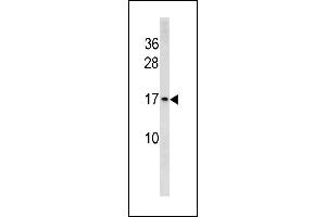 HIST1H3/2H3/3H3/H3F3 Antibody (N-term) (ABIN1881415 and ABIN2843251) western blot analysis in Hela cell line lysates (35 μg/lane). (HIST1H3/2H3/3H3/H3F3 (AA 28-57), (N-Term) anticorps)