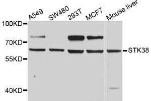 Western blot analysis of extract of various cells, using STK38 antibody. (STK38 anticorps)
