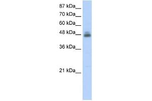 RBMS1 antibody used at 2. (RBMS1 anticorps  (C-Term))