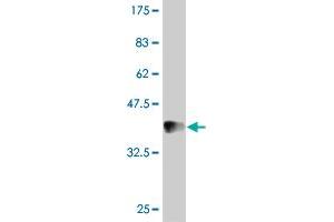 Western Blot detection against Immunogen (37 KDa) . (IDO1 anticorps  (AA 304-403))
