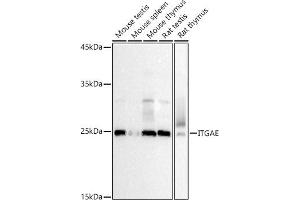 Western blot analysis of extracts of various cell lines, using ITGAE antibody (ABIN6132243, ABIN6142574, ABIN6142575 and ABIN6225261) at 1:500 dilution.