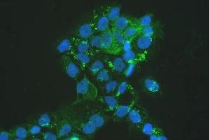 IF analysis of MVP using anti-MVP antibody (ABIN5692897).