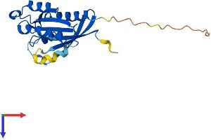 AlphaFold protein structure predicition of Human Recombinant RAB10 Protein, UniprotID P61026