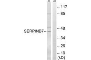 Western blot analysis of extracts from Jurkat cells, using SERPINB7 Antibody. (SERPINB7 anticorps  (AA 111-160))