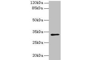 Western blot All lanes: PLPP2 antibody at 8 μg/mL + MCF-7 whole cell lysate Secondary Goat polyclonal to rabbit IgG at 1/10000 dilution Predicted band size: 33, 35, 27 kDa Observed band size: 33 kDa