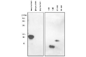 Western blot analysis: The recombinant human synuclein family (alpha-, beta- and gamma-) and alpha-synuclein domains (1-60, 1-95, 61-140 and 96-140) proteins were resolved by SDS-PAGE, transferred to PVDF membrane and probed with anti-alpha-Synuclein (61-95 aa) antibody (1:1,000). (SNCA anticorps)