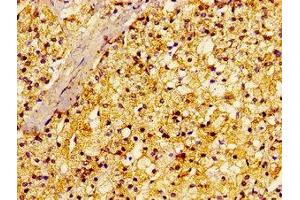 Immunohistochemistry of paraffin-embedded human adrenal gland tissue using ABIN7167390 at dilution of 1:100 (rala anticorps  (AA 1-203))
