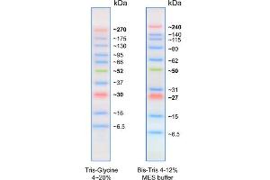 SDS-PAGE (SDS) image for BLUltra Prestained Protein Ladder (ABIN2868518)