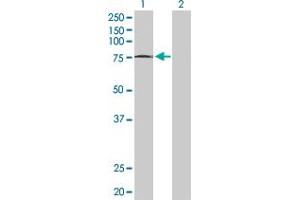 Western Blot analysis of MTF2 expression in transfected 293T cell line by MTF2 MaxPab polyclonal antibody. (MTF2 anticorps  (AA 1-536))