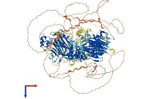 AlphaFold protein structure predicition of Mouse Recombinant Synj1 Protein, UniprotID Q8CHC4