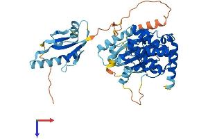 AlphaFold protein structure predicition of Human Recombinant MAP2K5 Protein, UniprotID Q13163