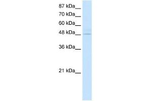 WB Suggested Anti-KLF4 Antibody Titration:  2. (KLF4 anticorps  (N-Term))
