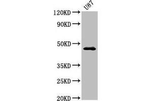 Western Blot Positive WB detected in: U87 whole cell lysate All lanes: NTSR2 antibody at 3. (NTSR2 anticorps  (AA 359-410))