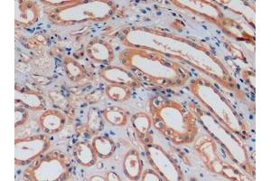 Detection of OC in Human Kidney Tissue using Monoclonal Antibody to Osteocalcin (OC) (Osteocalcin anticorps  (AA 21-99))