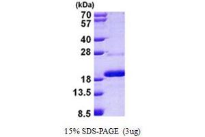 SDS-PAGE (SDS) image for Mago-Nashi Homolog B (MAGOHB) (AA 1-148) protein (His tag) (ABIN5853006)
