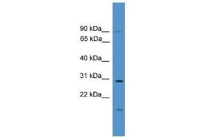 Western Blot showing RASSF1 antibody used at a concentration of 1. (RASSF1 anticorps  (C-Term))
