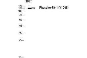 Western Blot (WB) analysis of 293T lysis using Phospho-Flt-1 (Y1048) antibody. (FLT1 anticorps  (pTyr1048))