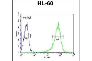 RGS1 Antibody (N-term) (ABIN652704 and ABIN2842468) flow cytometric analysis of HL-60 cells (right histogram) compared to a negative control cell (left histogram). (RGS1 anticorps  (N-Term))