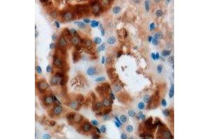 Immunohistochemical analysis of MOCS3 staining in mouse kidney formalin fixed paraffin embedded tissue section. (MOCS3 anticorps)