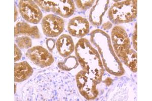 Paraformaldehyde-fixed, paraffin embedded human kidney, Antigen retrieval by boiling in sodium citrate buffer (pH6) for 15min, Block endogenous peroxidase by 3% hydrogen peroxide for 30 minutes, Blocking buffer (normal serum) at 37°C for 20min, Antibody incubation with Peroxiredoxin 1 (7A1) Monoclonal Antibody  at 1:50 overnight at 4°C, followed by a conjugated secondary and DAB staining. (Peroxiredoxin 1 anticorps)
