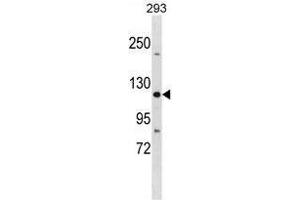 TJP3 Antibody (N-term) western blot analysis in 293 cell line lysates (35 µg/lane).
