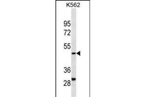 DHODH Antibody (Center) (ABIN1881259 and ABIN2838399) western blot analysis in K562 cell line lysates (35 μg/lane). (DHODH anticorps  (AA 166-194))