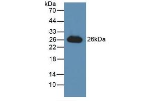 Detection of Recombinant GSTa3, Human using Polyclonal Antibody to Glutathione S Transferase Alpha 3 (GSTa3) (GSTA3 anticorps  (AA 1-222))