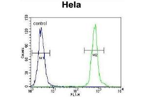 ZNF384 Antibody (C-term) flow cytometric analysis of Hela cells (right histogram) compared to a negative control cell (left histogram).