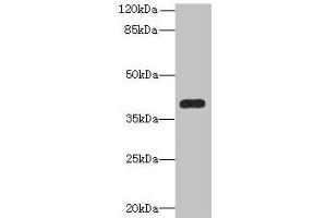 Western blot All lanes: PNMA1 antibody at 4 μg/mL + Mouse brain tissue Secondary Goat polyclonal to rabbit IgG at 1/10000 dilution Predicted band size: 40 kDa Observed band size: 40 kDa (PNMA1 anticorps  (AA 151-353))
