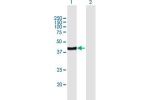 Western Blot analysis of ARFIP2 expression in transfected 293T cell line by ARFIP2 MaxPab polyclonal antibody. (ARFIP2 anticorps  (AA 1-341))