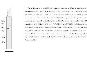 Western Blotting (WB) image for anti-Nucleoporin 98kDa (NUP98) (AA 1-466) antibody (ABIN2452066) (NUP98 anticorps  (AA 1-466))