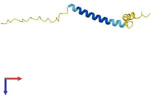 AlphaFold protein structure predicition of Human Recombinant CTXN1 Protein, UniprotID P60606