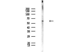 Western blot analysis of lysates from Mouse testis, using Phospho-PPAR gamma (Ser112) Antibody at 1/1000 dilution.